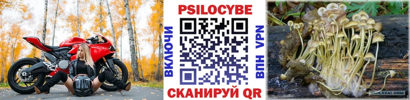 где купить   Верещагино  Галлюциногенные грибы Psilocybe 